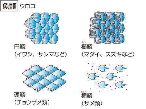 有鱗魚種類|鱗のある魚の種類について解説 